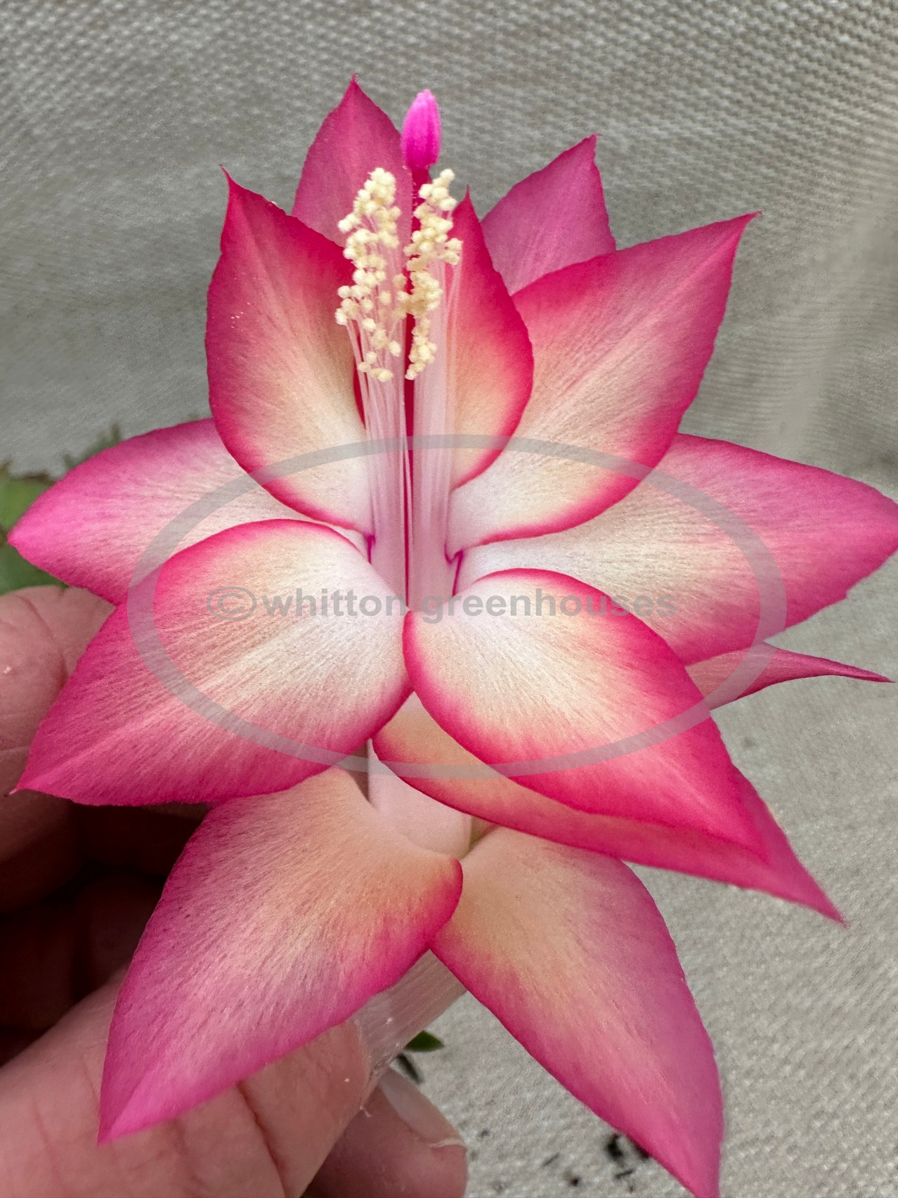 (image for) Heavenly Pink